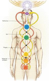 Essential Oils for the Chakras